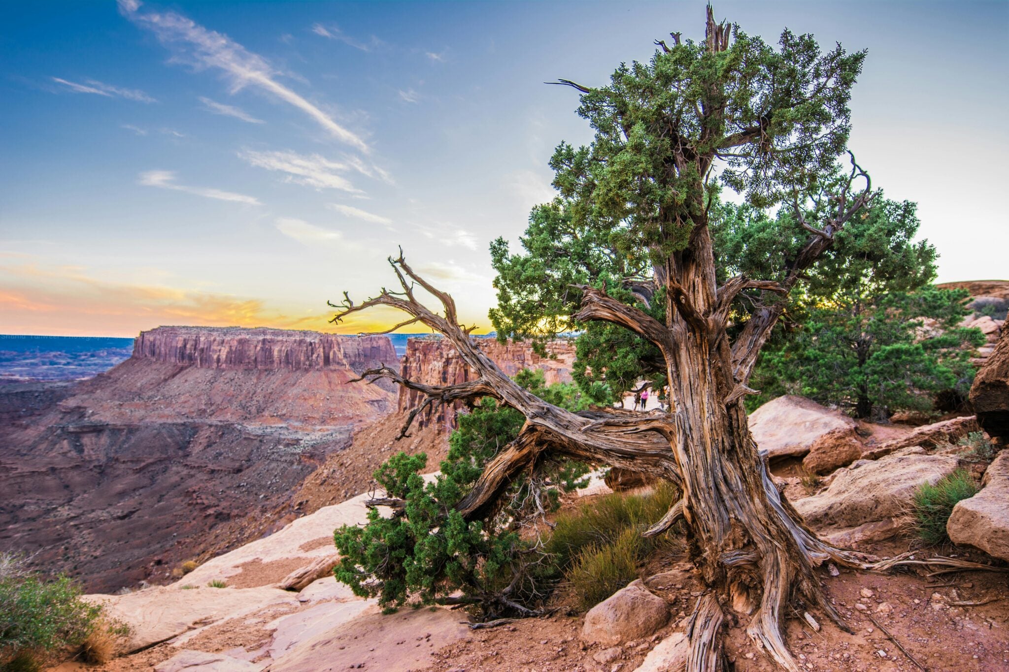 A twisted tree stands on a rocky ledge overlooking a canyon at sunset, with distant cliffs and a clear sky—an iconic scene near some of the best U.S. off-roading destinations.