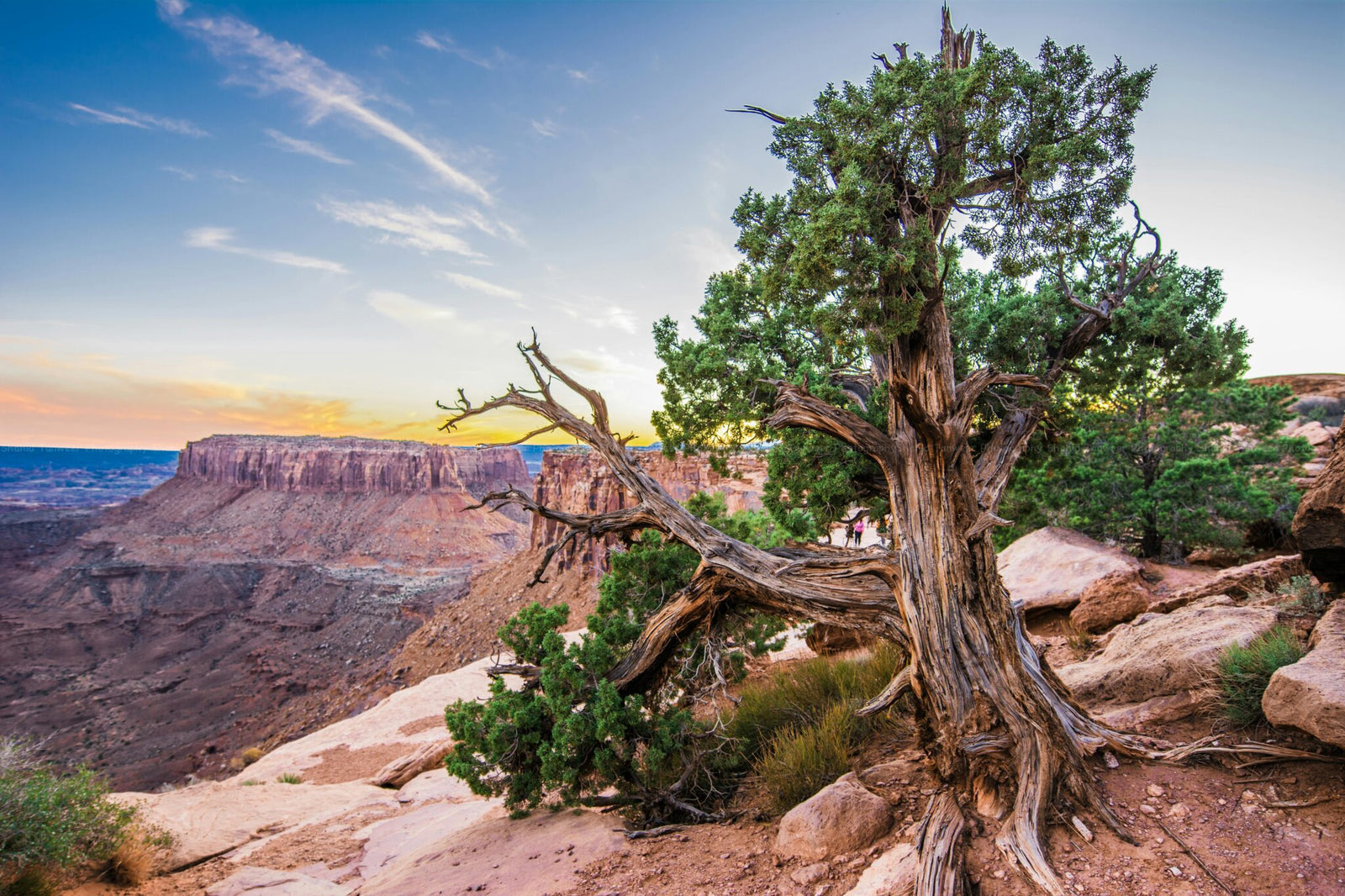A twisted tree stands on a rocky ledge overlooking a canyon at sunset, with distant cliffs and a clear sky—an iconic scene near some of the best U.S. off-roading destinations.