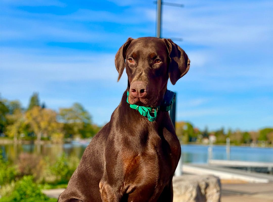 K9 Main