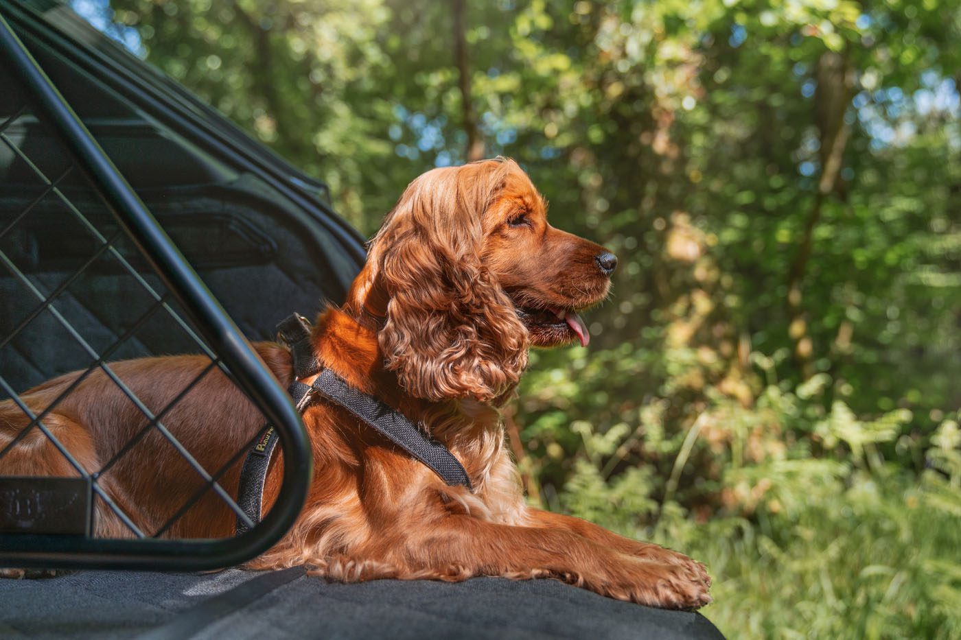A brown cocker spaniel wearing a harness lies in the back of a vehicle with an open door, surrounded by a green forest in sunlight.