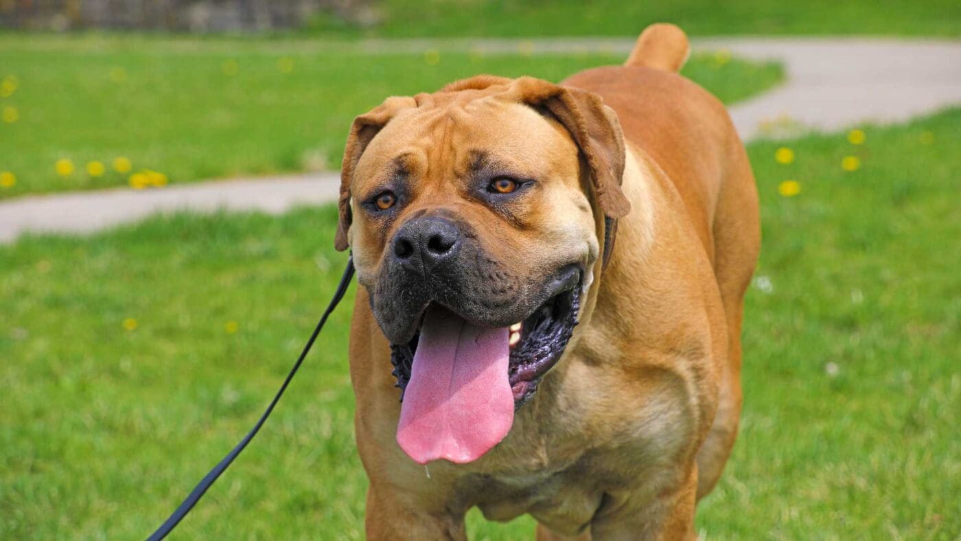 exotic boerboel 6.jpg