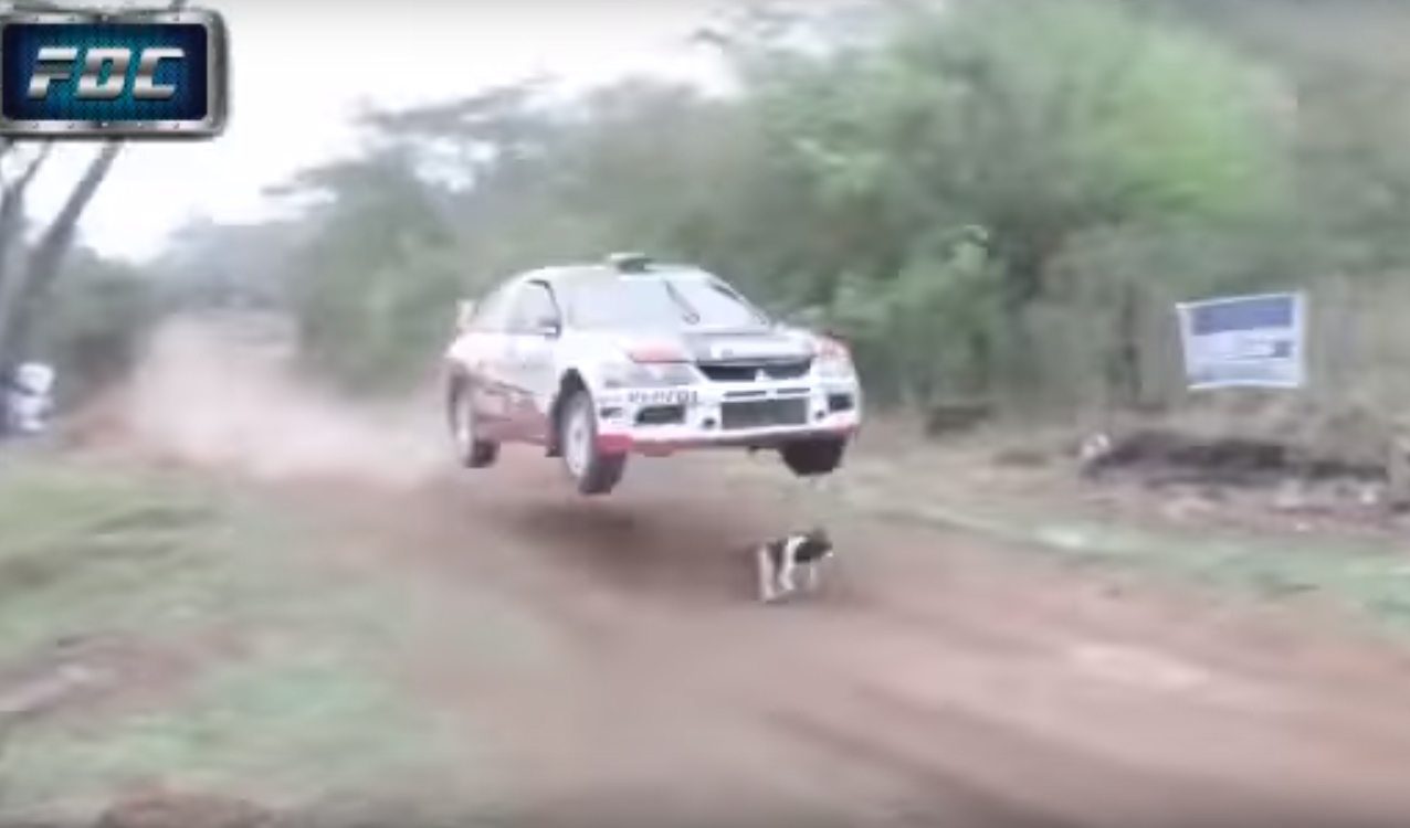 rally-car-dog