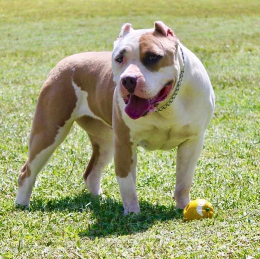 titanbullys (10)