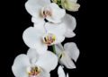 phantom orchid 4