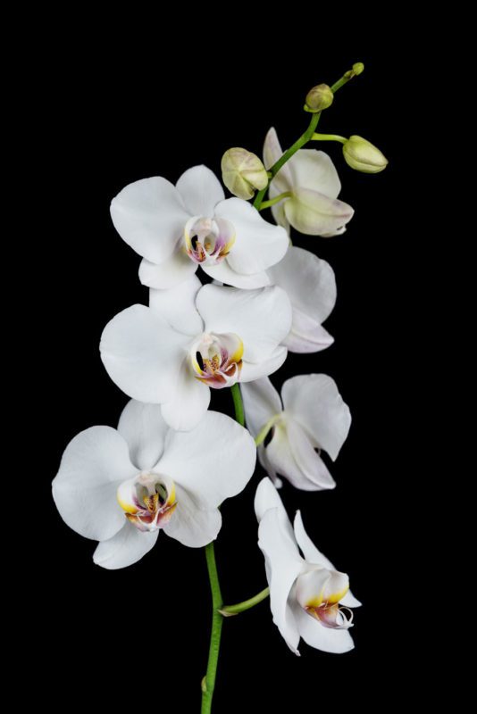 phantom orchid 4