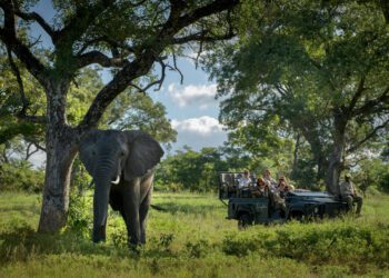 Singita Castleton Game Drive scaled 1