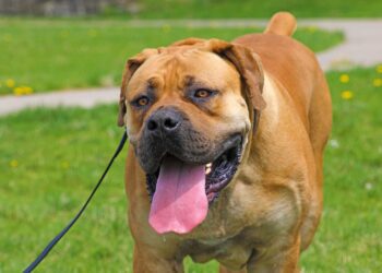 exotic boerboel 6.jpg