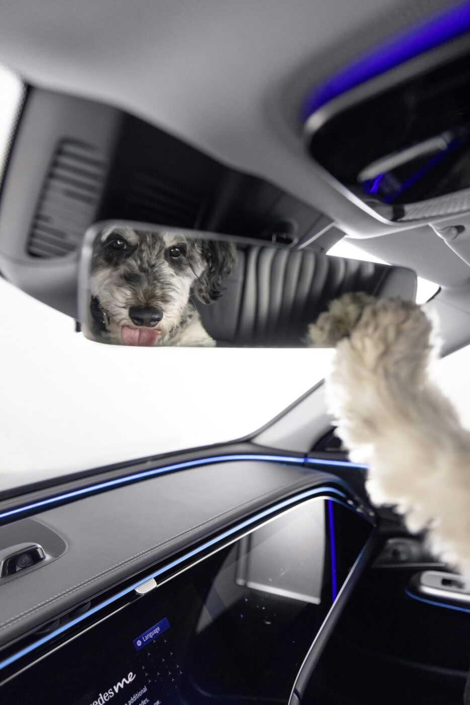 MBUX Bark Assist: Mercedes Benz präsentiert heute einen neuen Sprachassistenten für Hunde MBUX Bark Assist: Mercedes Benz presents a new voice assistant for dogs today