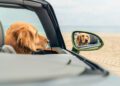 A dog sits in a convertible parked at Sunny Isles Beach, looking ahead. Its reflection gleams in the mirror, reminiscent of the elegance and new amenities of Bentley Residences nearby.