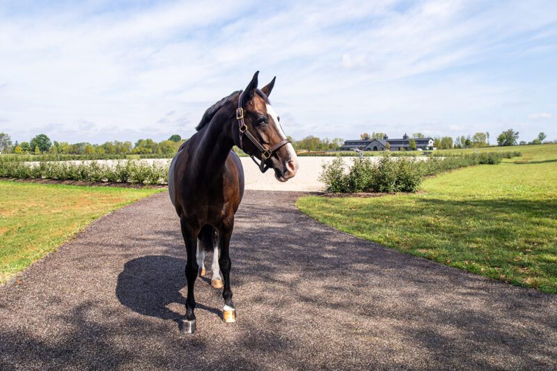 A brown horse wearing a halter stands on a paved path in a grassy area featuring ForeverLawn, with a building and trees in the background under a partly cloudy sky.