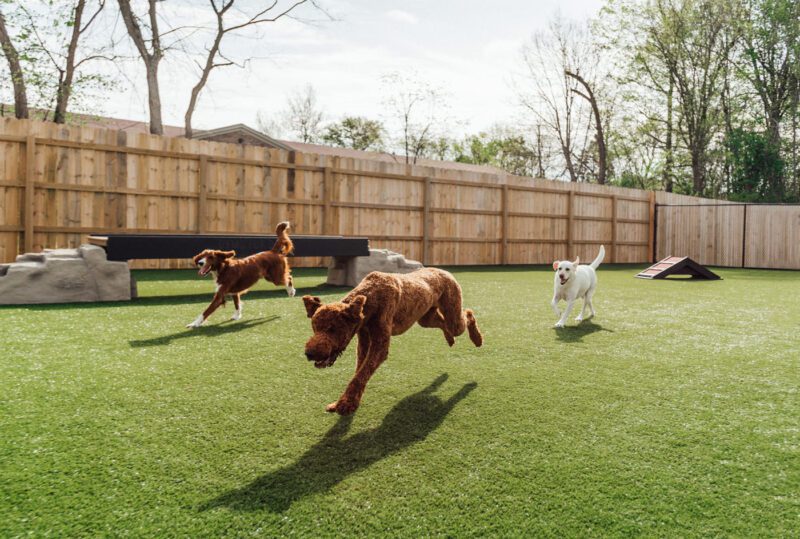 Three dogs run and play on green artificial grass in a fenced outdoor area with agility equipment and trees in the background.