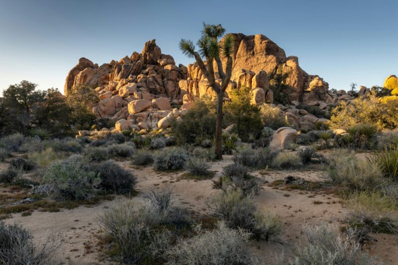 Desert landscape with Joshua trees, shrubs, and large rock formations under a clear blue sky—an iconic scene in Joshua Tree National Park, one of the top U.S. off-roading destinations.