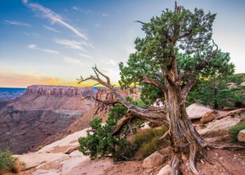 A twisted tree stands on a rocky ledge overlooking a canyon at sunset, with distant cliffs and a clear sky—an iconic scene near some of the best U.S. off-roading destinations.