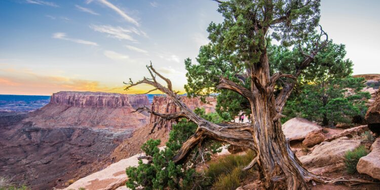 A twisted tree stands on a rocky ledge overlooking a canyon at sunset, with distant cliffs and a clear sky—an iconic scene near some of the best U.S. off-roading destinations.