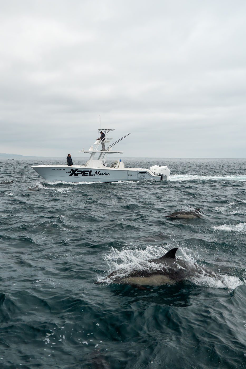 A white boat with "XPEL Marine" branding moves across choppy water, while several dolphins swim near the surface in the foreground.