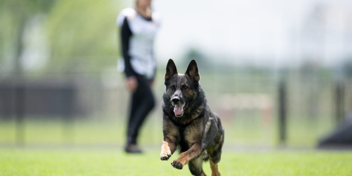 A perfectly trained German Shepherd runs on grass toward the camera, with a person in the background wearing a white vest and black clothing—demonstrating California Elite security standards.