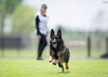 A perfectly trained German Shepherd runs on grass toward the camera, with a person in the background wearing a white vest and black clothing—demonstrating California Elite security standards.