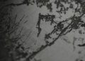 A close-up view of a grayscale, textured drawing or print depicting trees and foliage with sketch-like lines and shading, reminiscent of intricate woodwork.