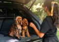 A woman stands near the open trunk of a car, where two brown spaniels wearing harnesses are sitting side by side behind a pet barrier.