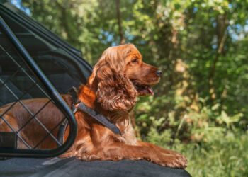 A brown cocker spaniel wearing a harness lies in the back of a vehicle with an open door, surrounded by a green forest in sunlight.