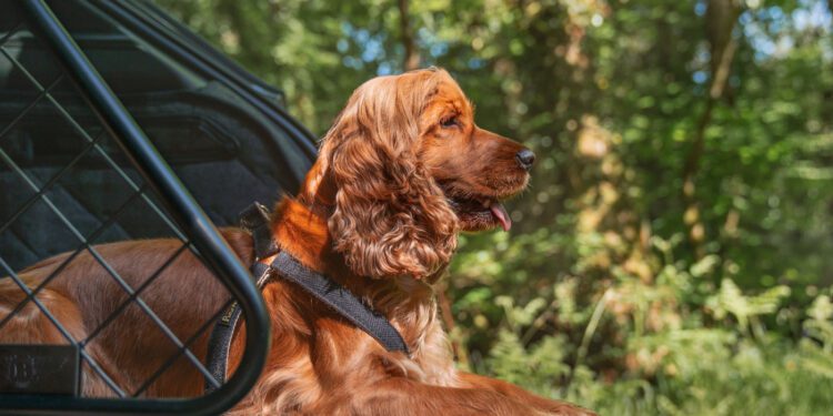 A brown cocker spaniel wearing a harness lies in the back of a vehicle with an open door, surrounded by a green forest in sunlight.