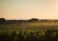 Vineyard landscape at sunset with green vines in the foreground, trees, and distant buildings, as a Maserati Grecale Tributo glides by the sea under a golden sky—capturing the elegance of Il Bruciato.