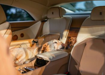 A yellow labrador retriever is resting its head on the center armrest while lying on the back seat of a Bespoke Rolls-Royce with cream and tan leather interior, dedicated to a dog’s comfort.