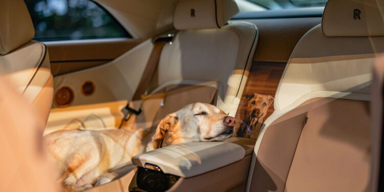 A yellow labrador retriever is resting its head on the center armrest while lying on the back seat of a Bespoke Rolls-Royce with cream and tan leather interior, dedicated to a dog’s comfort.